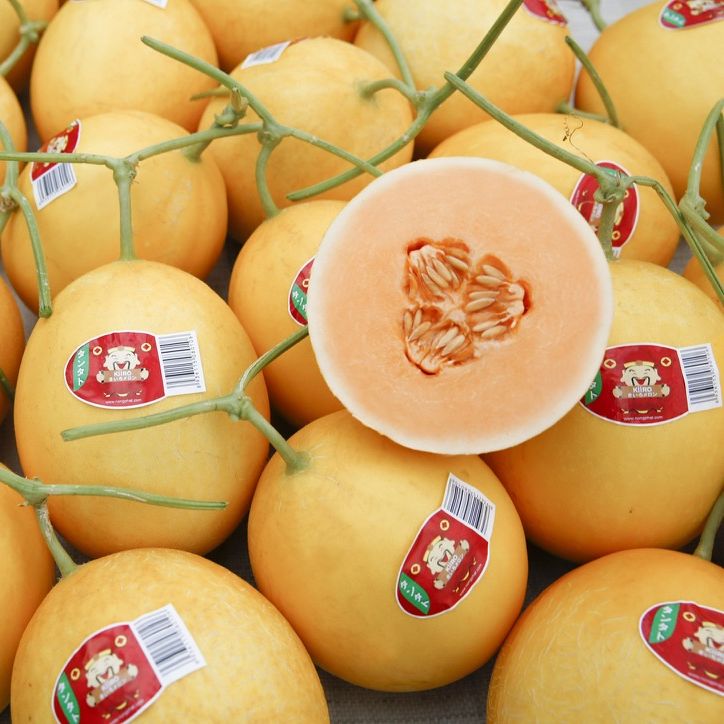 Hạt giống dưa lê thần tài kiiro - giống nhật bản f1