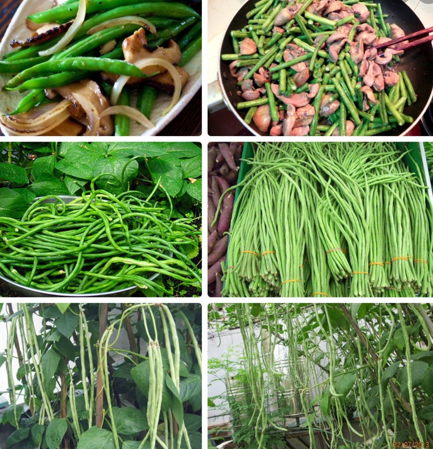 Hạt giống đậu đũa Mai Vàng 20gr
