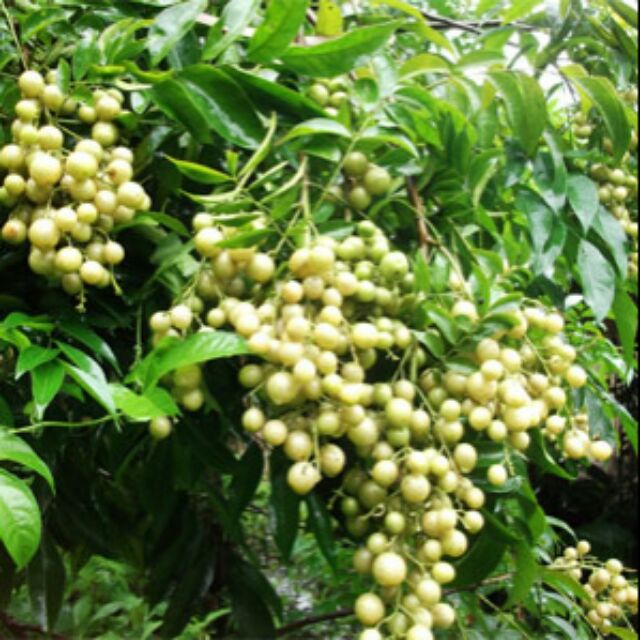 Giá Gốc - Cây Quất Ngọt ( cây hồng bì) cây đẹp