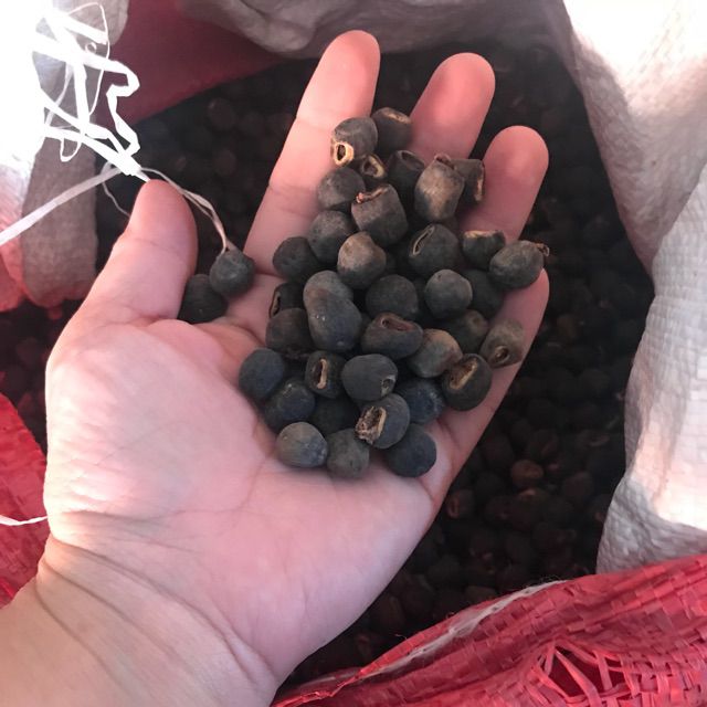 1kg Hạt Chuối Cô Đơn Rừng Phước Bình- Ninh Thuận