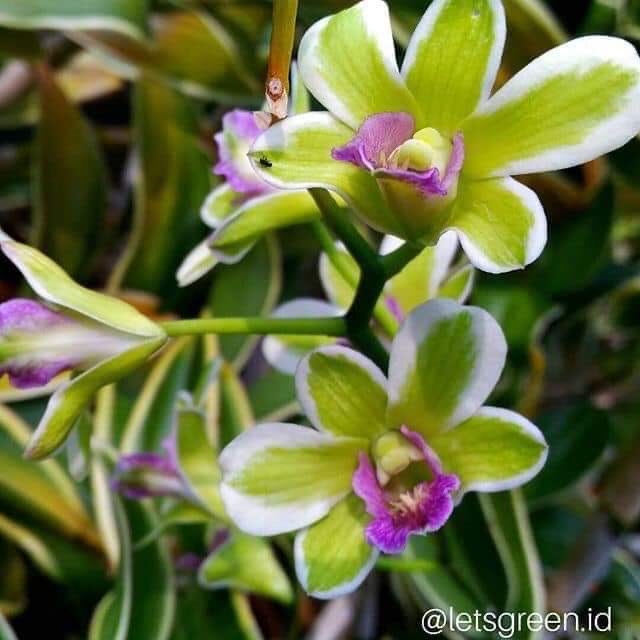 Dendro đột biến lá biên hoa chớp rất đẹp - Hàng hiếm, cây tơ cho khách sưu tầm