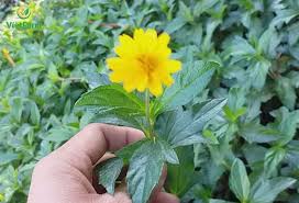 Kết quả hình ảnh cho công dụng của cây xoài đất