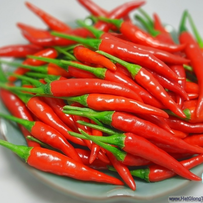 Hạt Giống Ớt Chỉ Thiên F1 TN 378