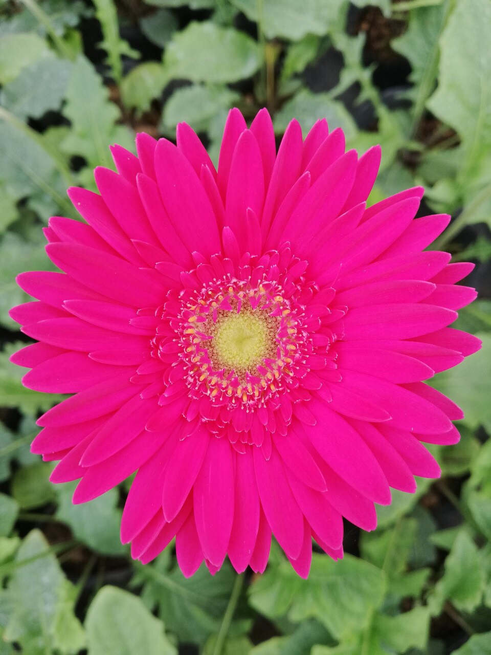 Chậu hoa đồng tiền cao, sẵn hoa, đủ mặt hoa