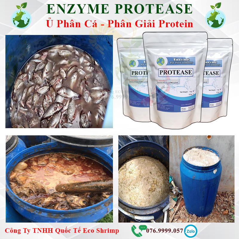 Enzyme Protease Men Ủ Phân Cá , phân giải protein , # Enzyme nguyên liệu