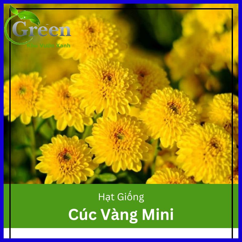 Hạt Giống Hoa Cúc Vàng Mini 100H