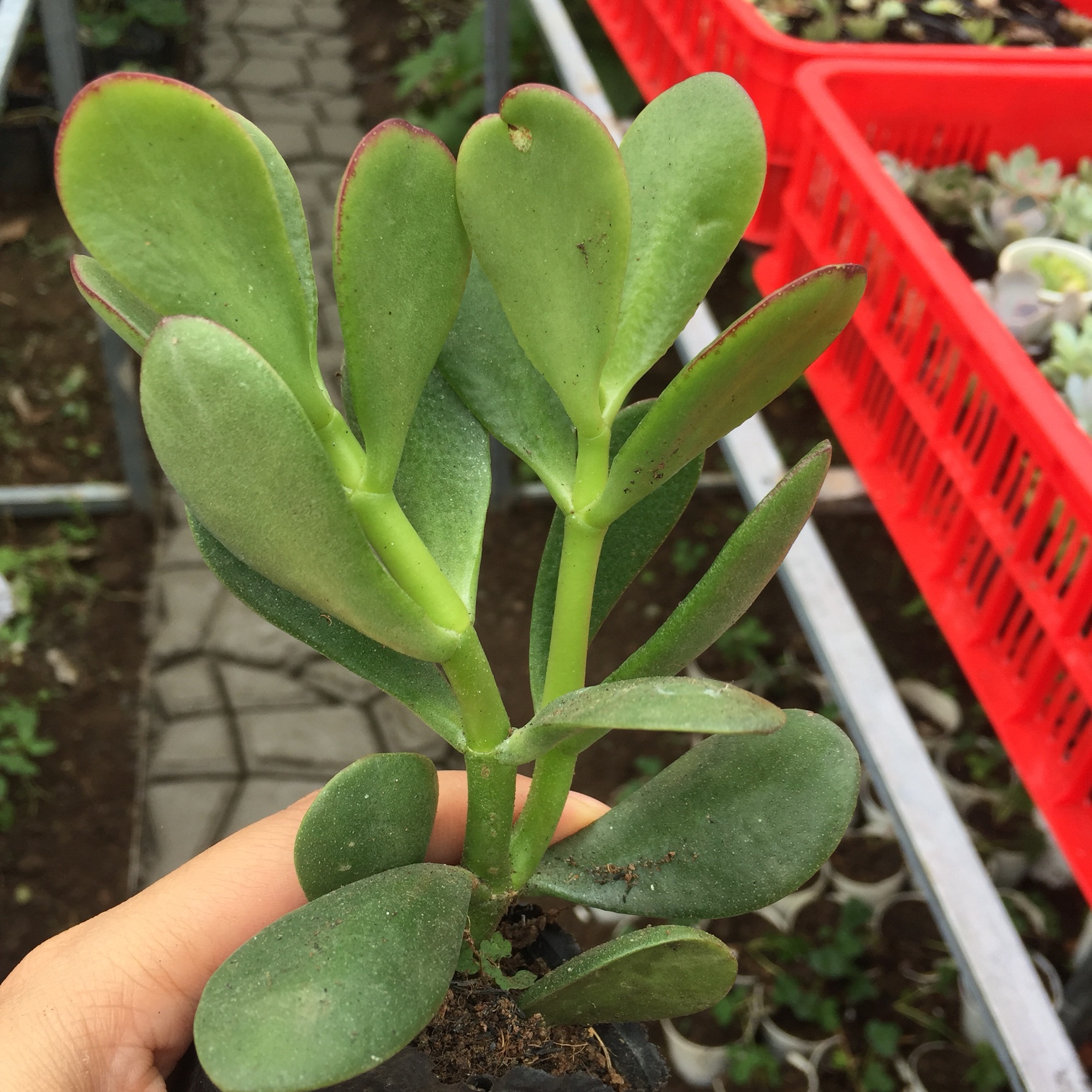 Sen Đá Thạch Bích