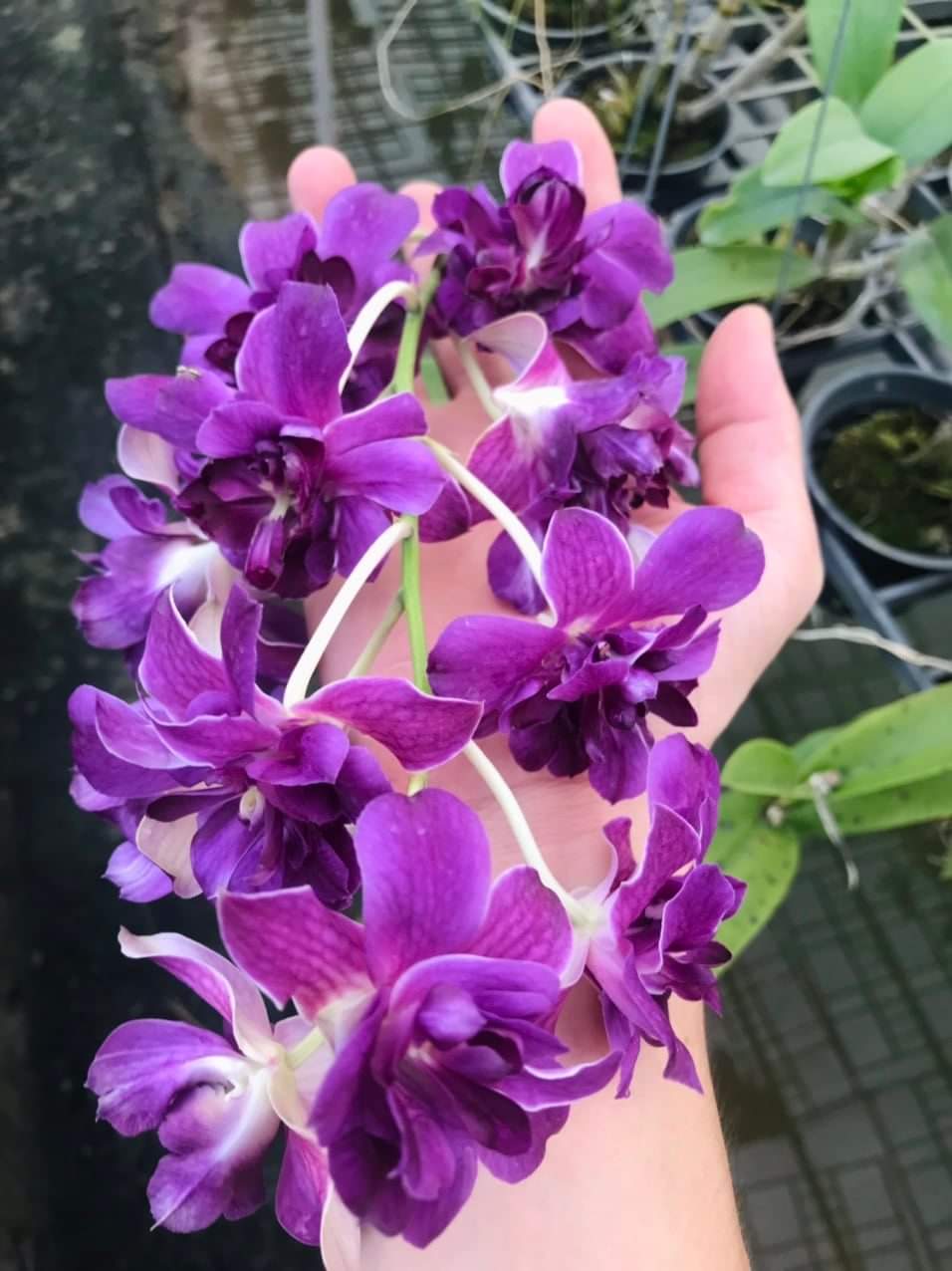 Hoa lan denro hoa hồng blue
