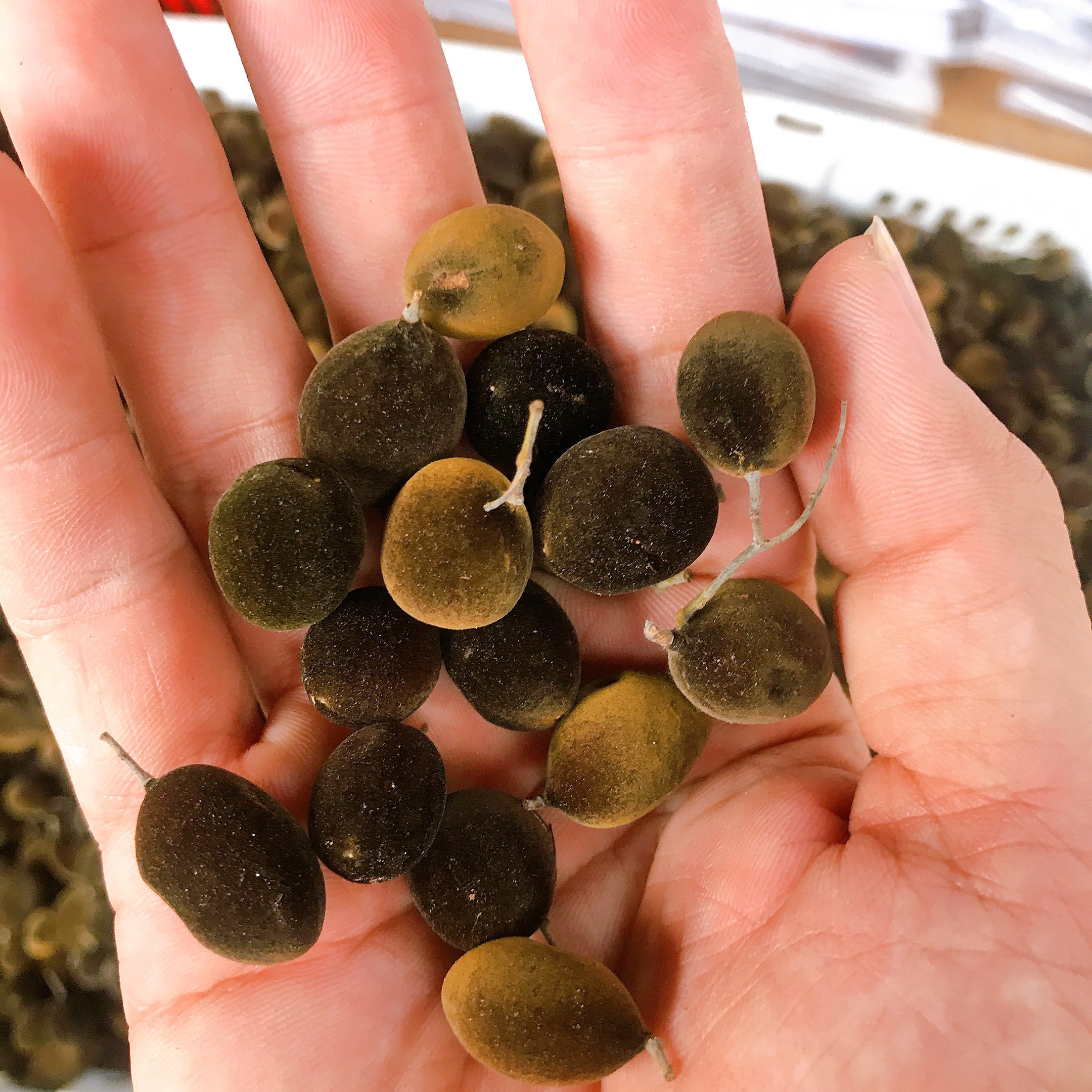 500gr xay nhung khô- quả xay nhung khô - xay nhung còn vỏ