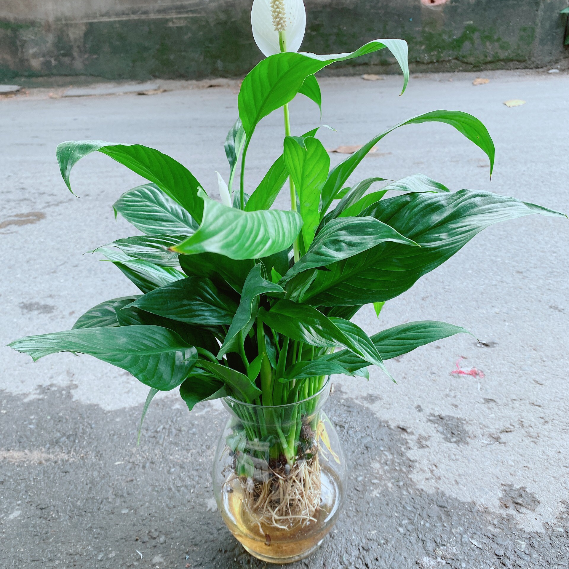 Chậu lan ý thuỷ sinh