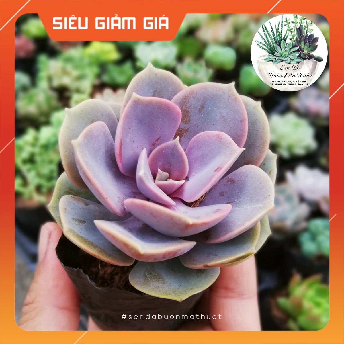 Sen đá hồng dâu ❤️[siêu đẹp]❤️ - Sen đá Buôn Ma Thuột - BMT Garden☀️ lỗi 1 đổi 1☀️