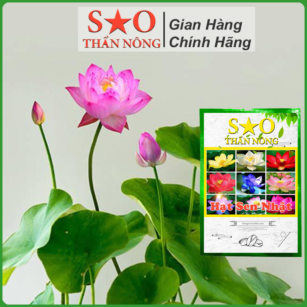 Hạt giống Sen Nhật mini - 5 hạt, nhiều màu