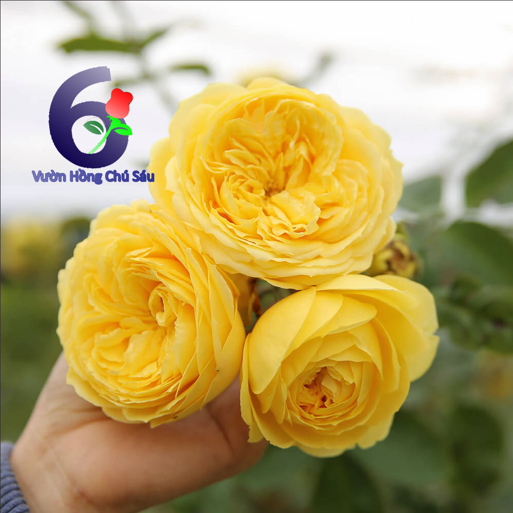 Hoa hồng vàng Catalina, hồng ngoại, hồng bụi, thân lùn, nguyên bản