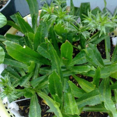 Hạt Giống Rau Mùi Tàu. Túi 2 Gram - Chất Lượng Cao - Giá Khuyến Mại.