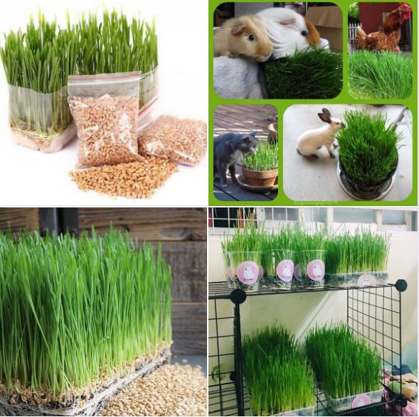 Combo 3 gói Hạt giống cỏ lúa mì lúa mạch -cho thú cưng chó mèo chim hamster