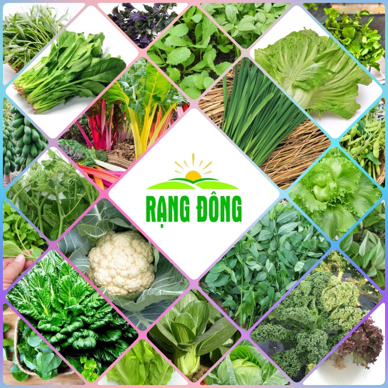 Hạt giống rau cải trồng chậu, rau ăn lá chịu nhiệt tốt, trồng quanh năm - hạt giống rạng đông