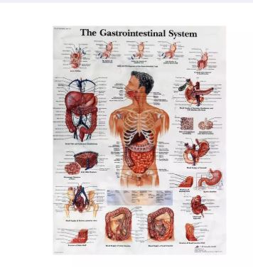 Poster 60X80 Cm Khoa Học Y Hệ Thống Tiêu Hóa Giải Phẫu