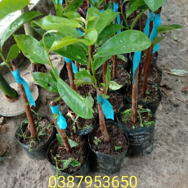 cây mãng cầu xiêm  thái