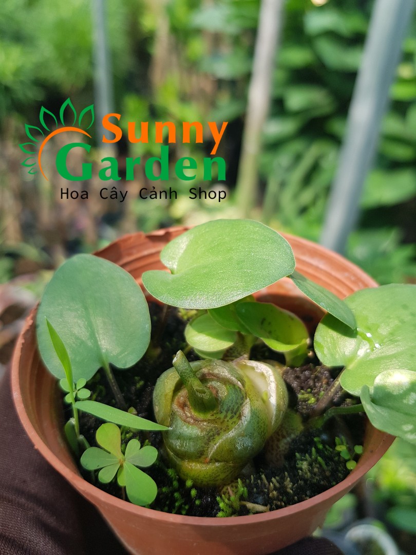 Chậu Cây Thỏi Vàng, Cao 10cm - Cây Phong Thuỷ