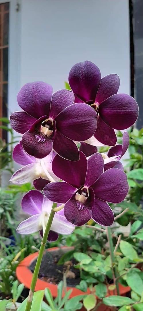 Dendro Ngọc Trai Đen chờ xổ chớp 5%