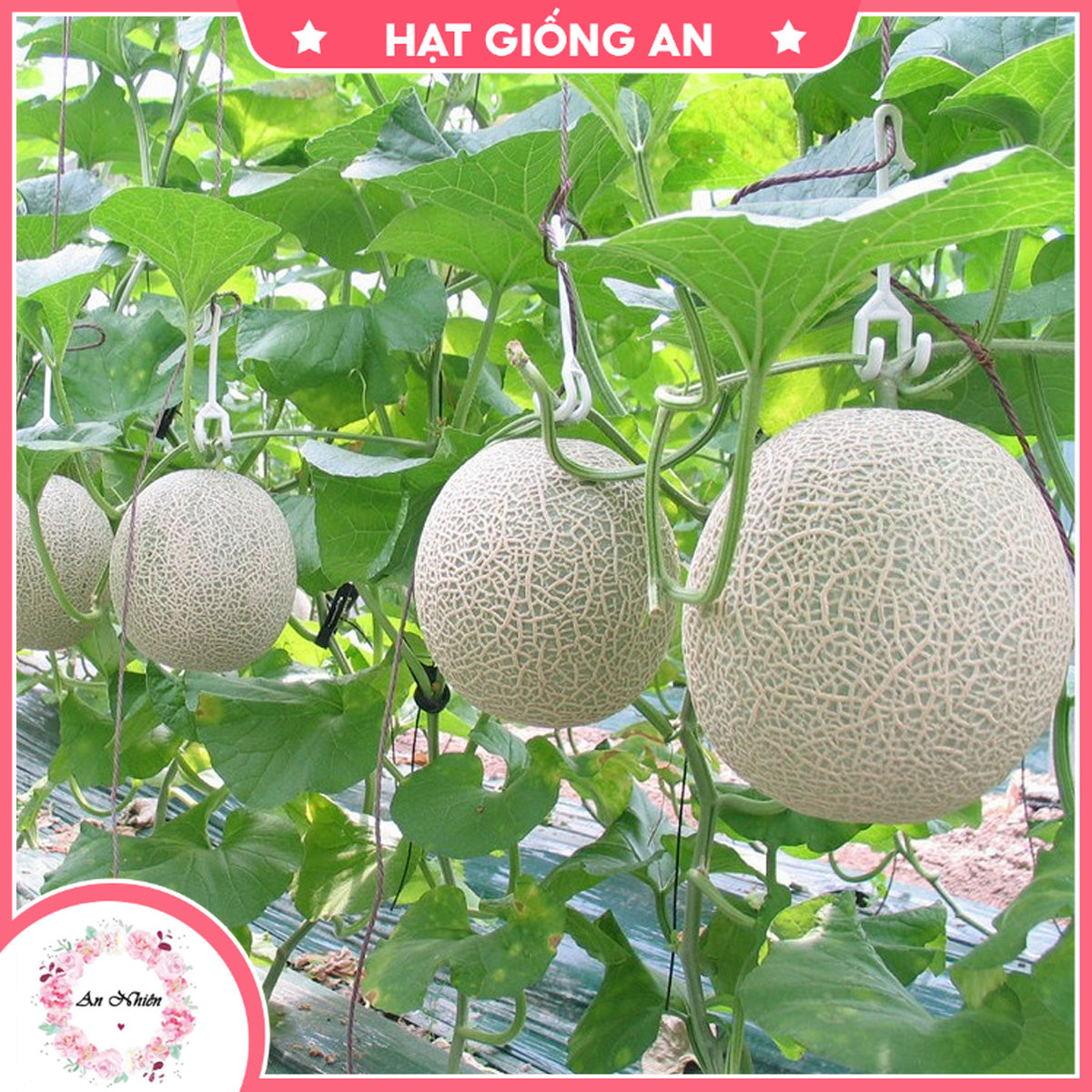 Hạt giống dưa lưới mv - 92 - hạt giống an1