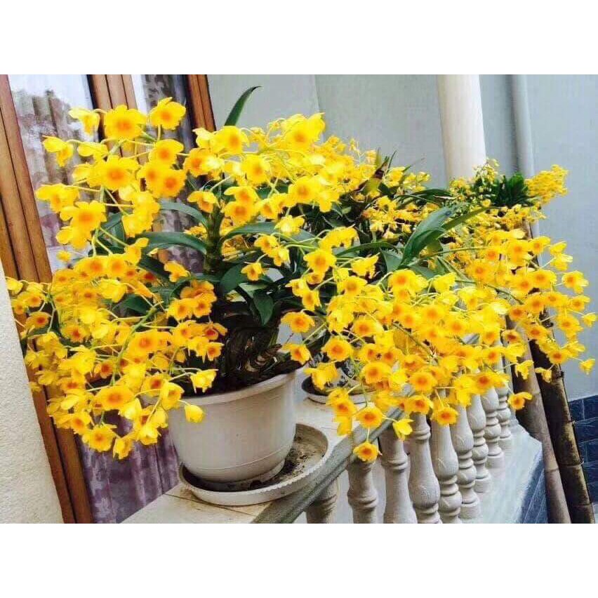 Lan sơn thủy tiên