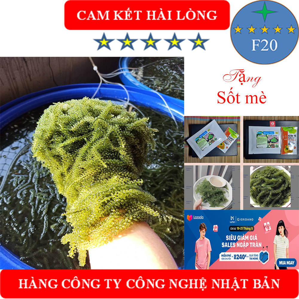 Rong Nho 4 gói LỚN trong hộp JAVE 200gr tặng thêm 2 gói Sốt Mè Rang