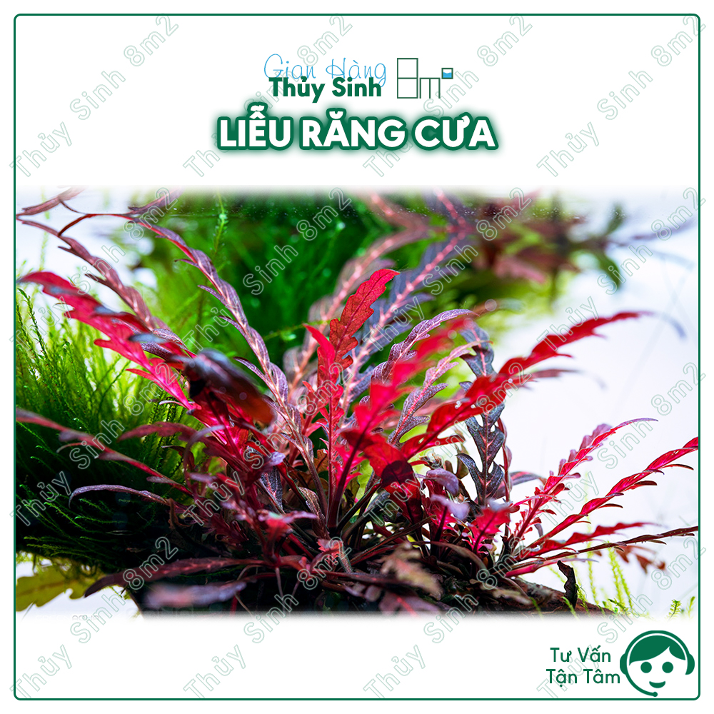 Cây liễu răng cưa, liễu đỏ, cây thủy sinh tiền cảnh, giá thể, không co2 | 8m2