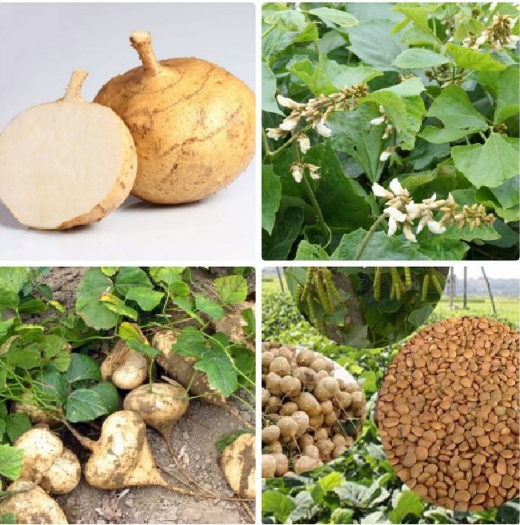 Hạt giống củ đậu cao sản - Gói 30 hạt