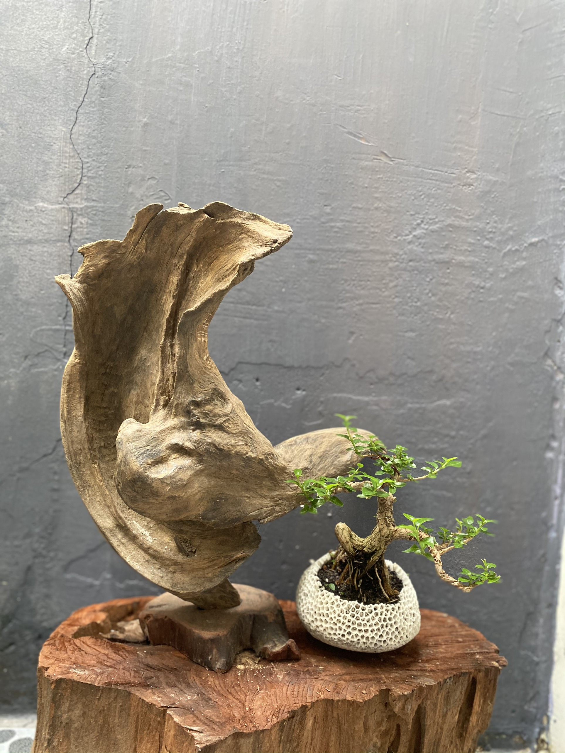 Gỗ lũa trang trí để bàn