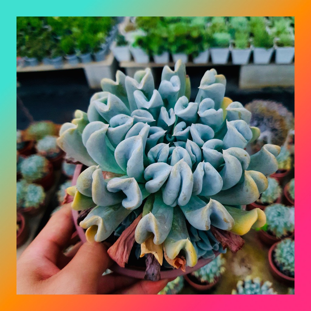 SEN ĐÁ HOA CÚC SIZE LỚN SIÊU KHOẺ ĐẸP LỖI 1 ĐỔI 1