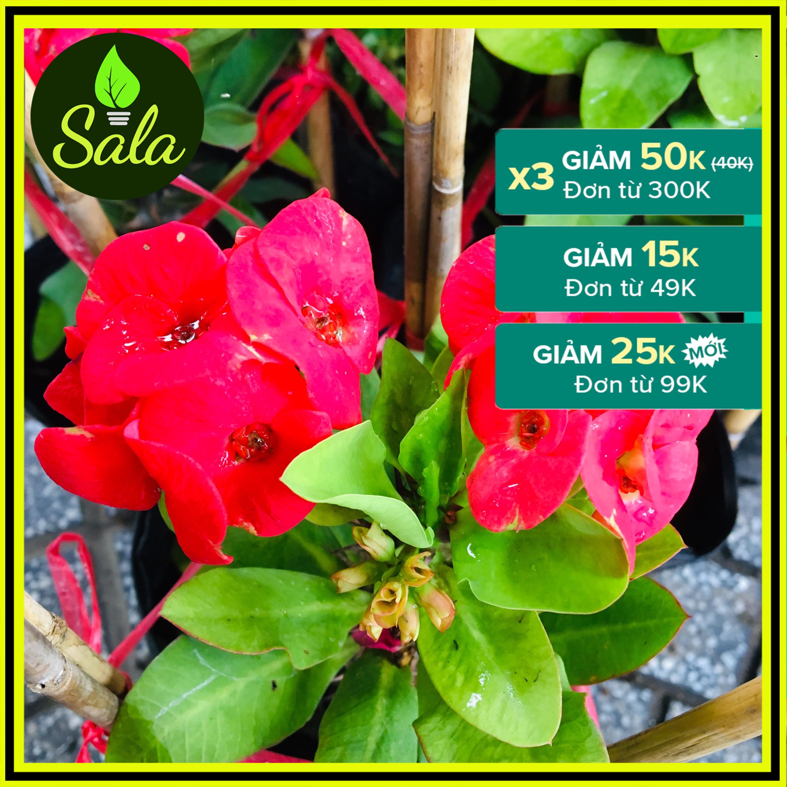 XƯƠNG RỒNG BÁT TIÊN HOA ĐỎ