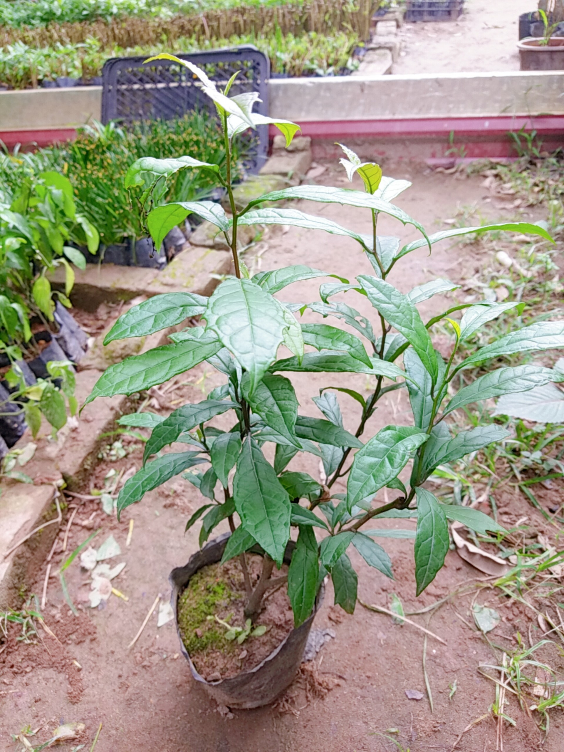 Xạ đen cây 1 năm tuổi đã cho thu hoạch lá - Cây như hình hàng có sẵn