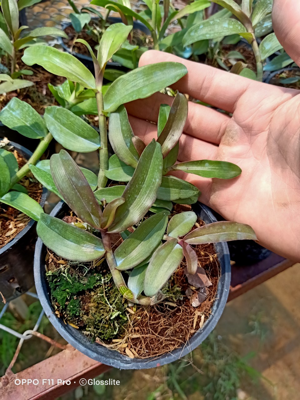 Dã hạc hồng Á Hậu cây 52 chậu nhiều thân