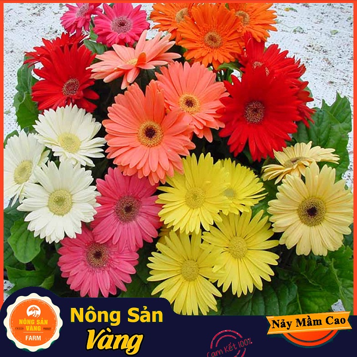 [HCM]Hạt giống Hoa Đồng Tiền Nhiều Màu ( Gói 10 Hạt ) - Nông Sản Vàng
