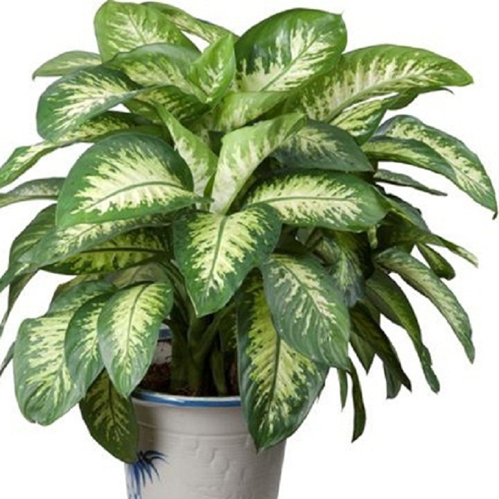 Cây Vạn niên thanh