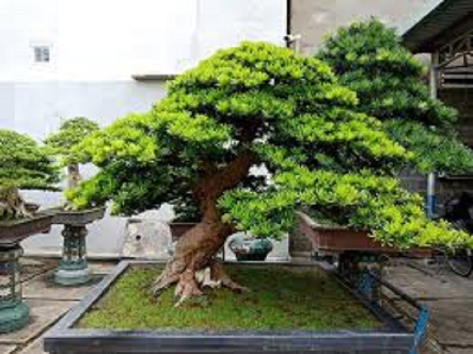 CÂY GIỐNG CÂY VẠN NIÊN TÙNG KIM CƯƠNG BONSAI TRƯỜNG THỌ