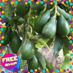 Cây giống bơ sáp, bơ sáp giống trồng 18 tháng ra quả - Cam Kết Chuẩn Giống