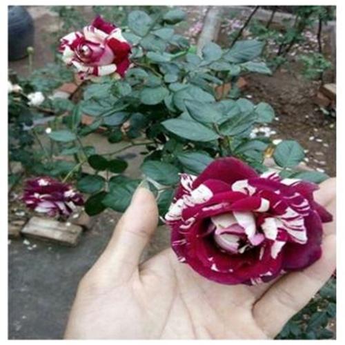 Hạt Giống Hoa Hồng Tím Lai F1. Túi 10 Hạt Chất Lượng Cao