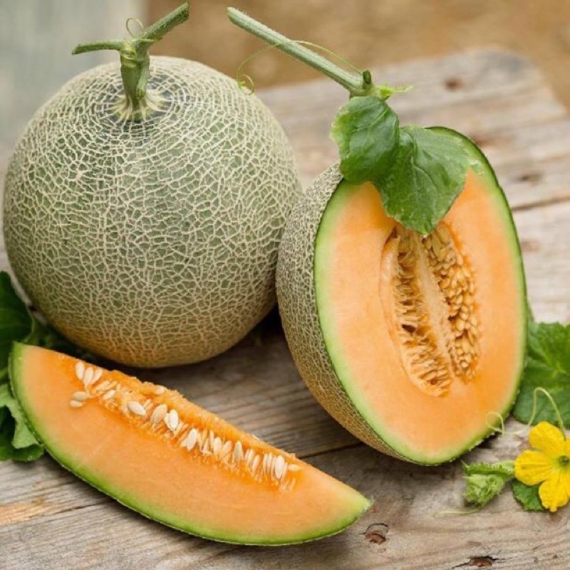 Hạt giống dưa lưới thương hiệu rạng Đông