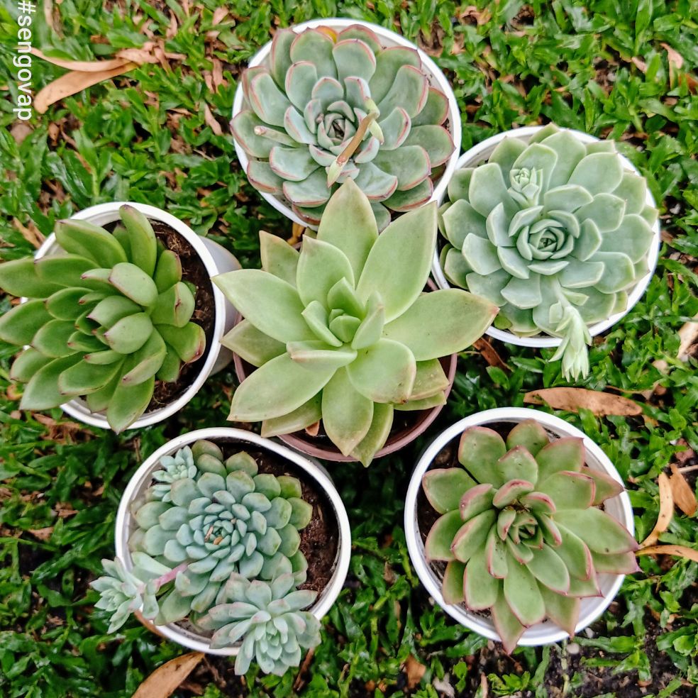 Combo 5cây sen đá size trung 10-12cm
