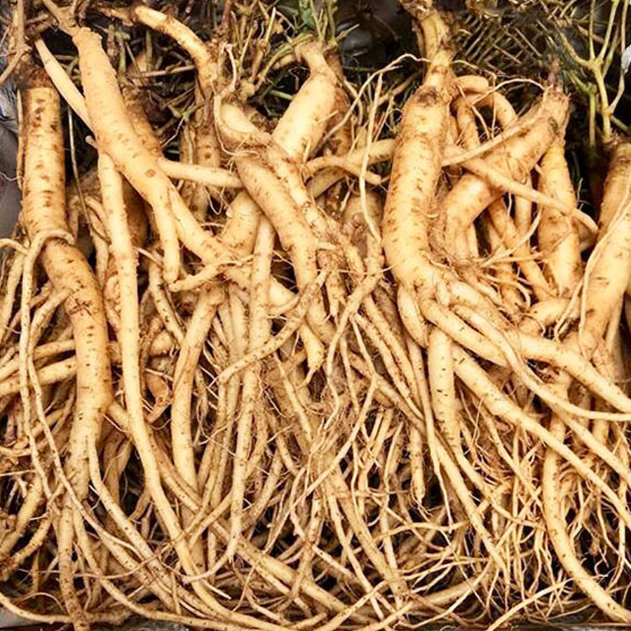 Sâm dây ngọc linh 01kg lz2