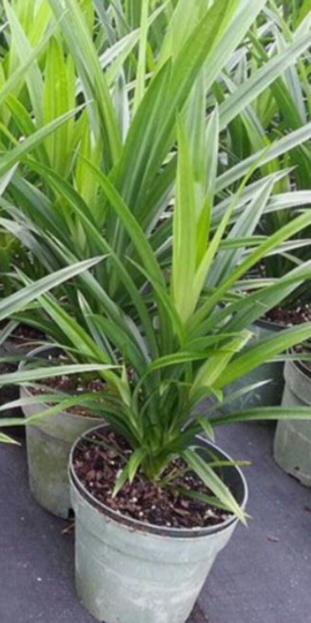 Cây lá dứa ( lá nếp) (1 cây)