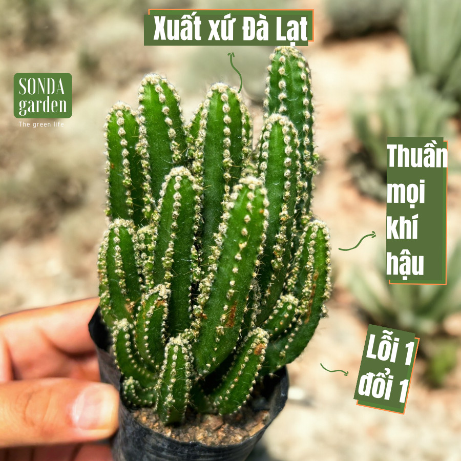 XƯƠNG RỒNG THANH SƠN SIZE BÉ LỖI 1 ĐỔI 1