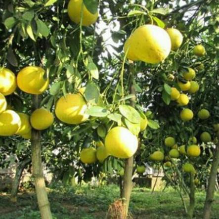 Cây Giống Bưởi Đường Chín Sớm