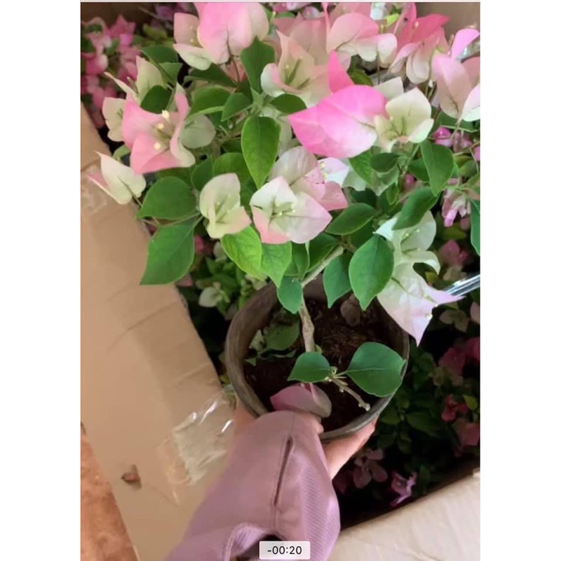 Hoa giấy phớt hồng cây sẵn hoa