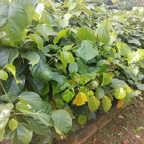 Cây giống gỗ nghiến - 676767