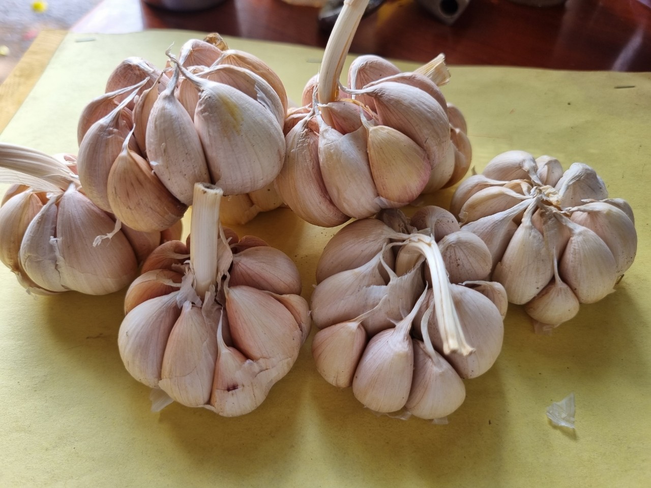 Tỏi nhánh to
