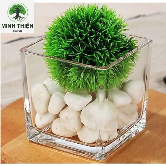 Bình thuỷ tinh trụ vuông 10cm x 15cm