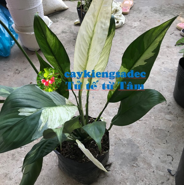 Caykiengsadec - Lan ý Cẩm thạch lá var + cây phong thủy - hoa kiểng lá - trang trí nội thất cảnh quan sân vườn ngoài trời